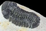 Bargain, Austerops Trilobite - Ofaten, Morocco #106035-4